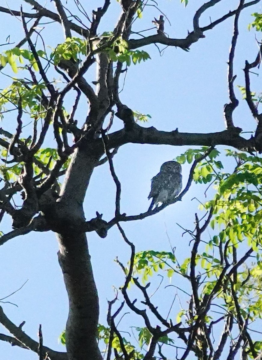 アフリカスズメフクロウ - ML645892393