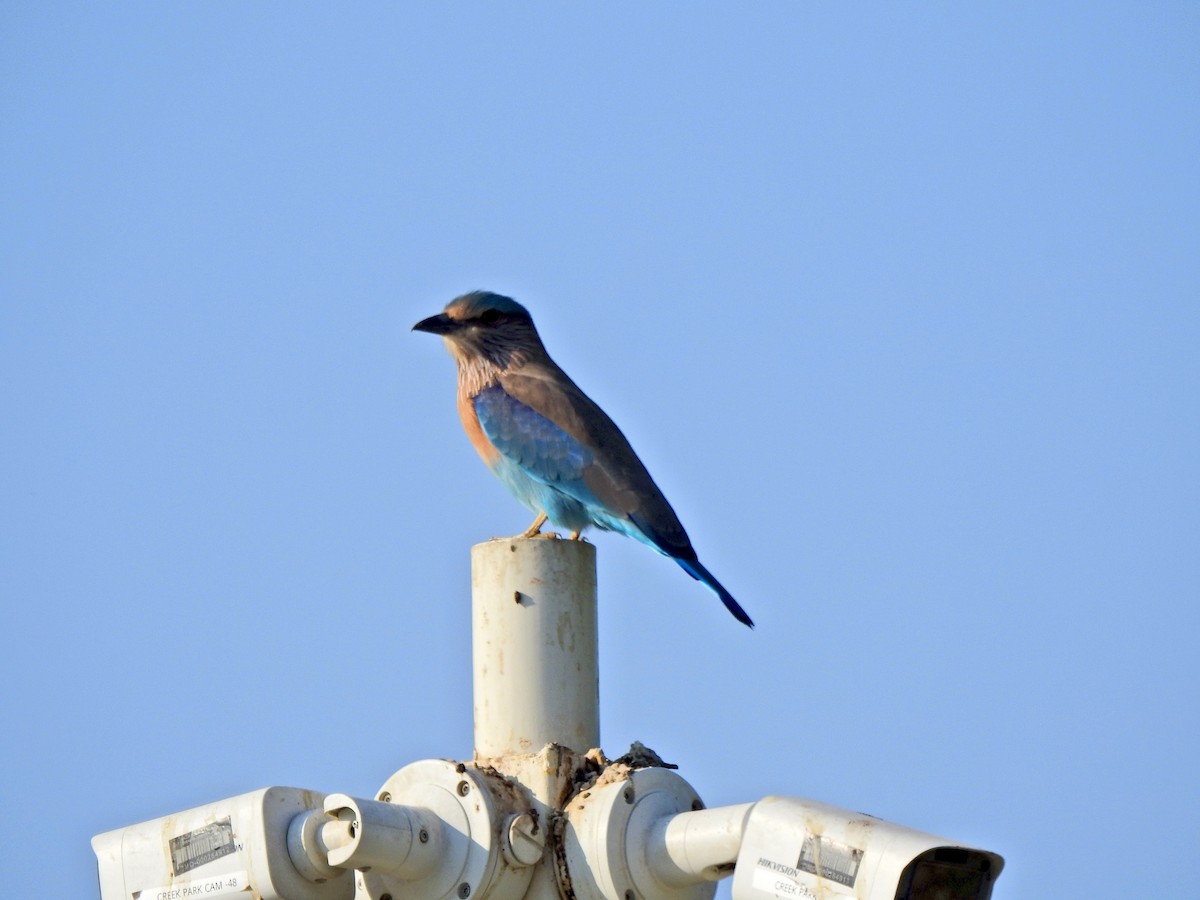 インドブッポウソウ - ML645892394