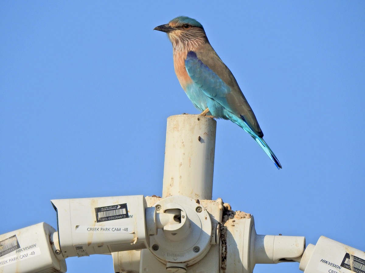 インドブッポウソウ - ML645892395