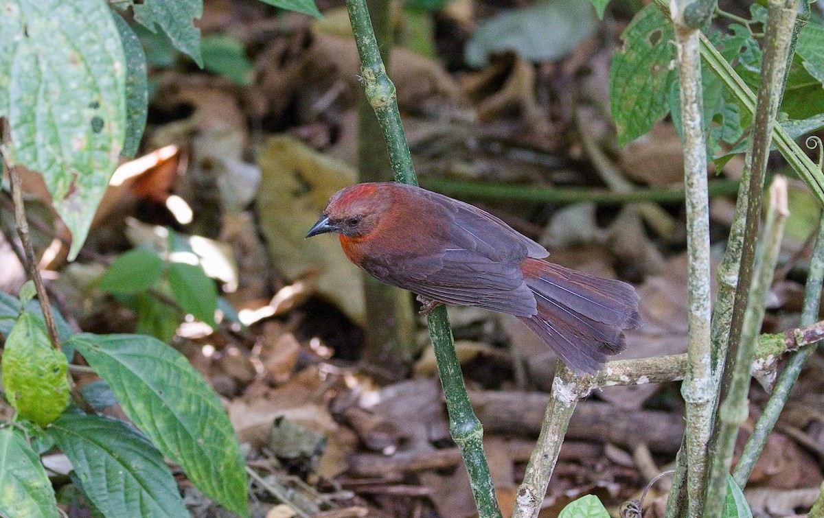 ノドアカアリフウキンチョウ - ML645892396