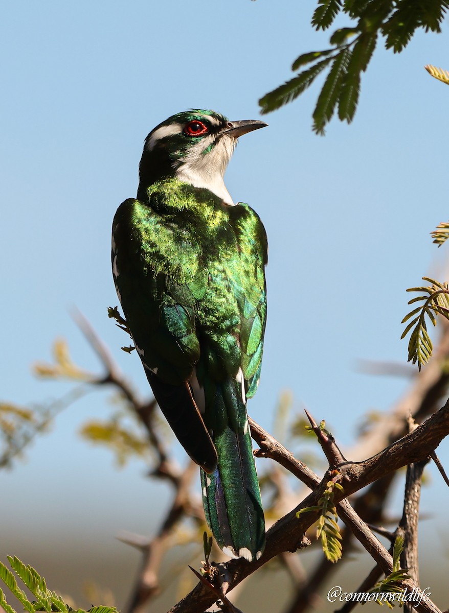 ブロンズミドリカッコウ - ML645892401