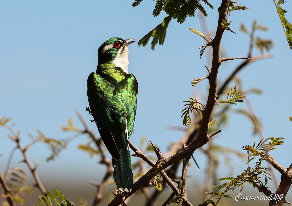 ブロンズミドリカッコウ - ML645892402