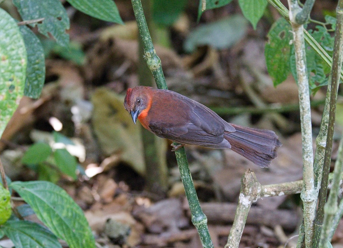 ノドアカアリフウキンチョウ - ML645892405
