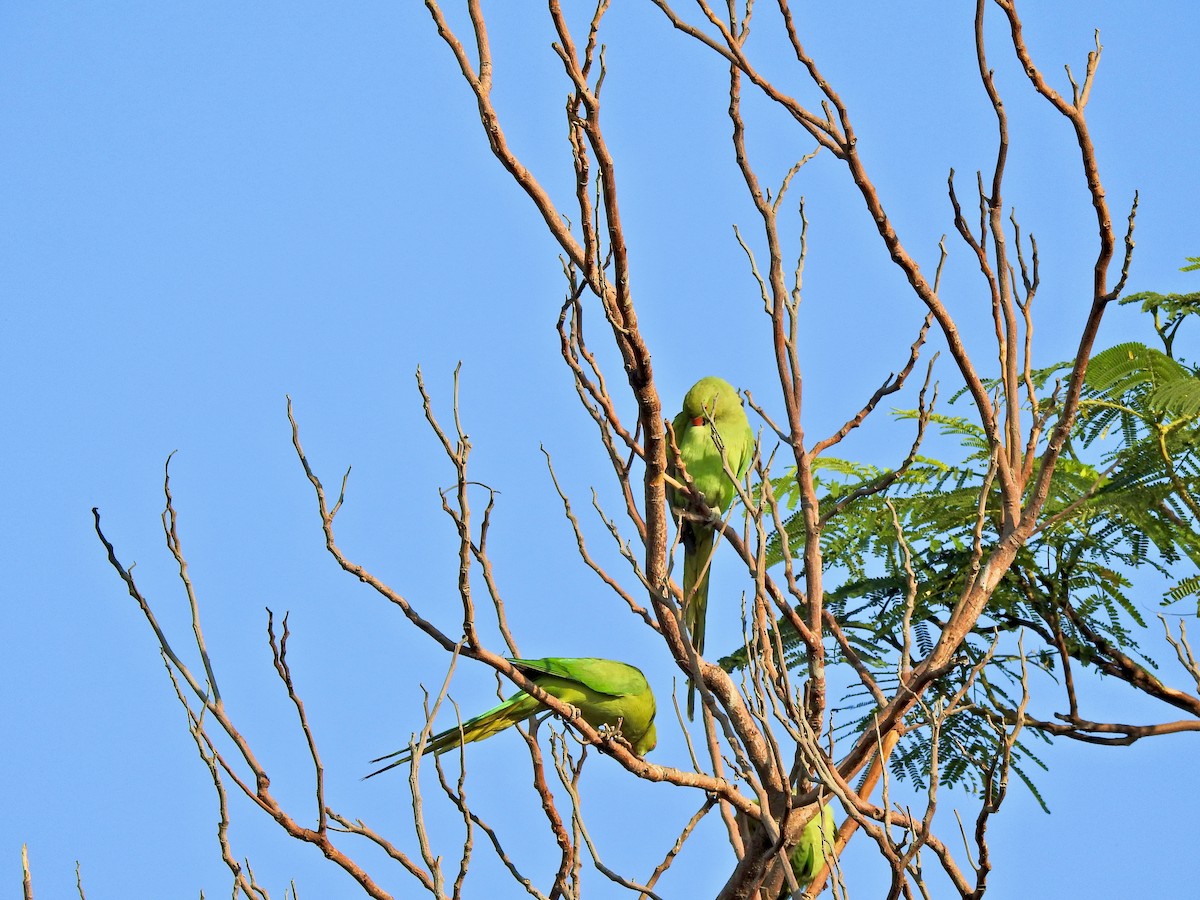 ホンセイインコ - ML645892408