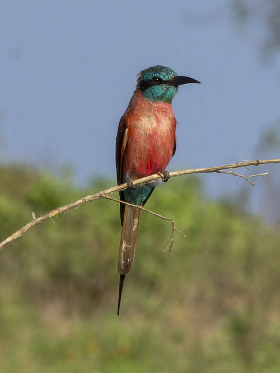 キタベニハチクイ - ML645892412