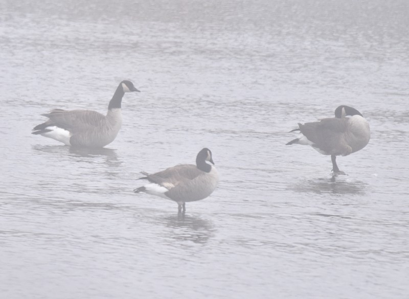 Bernache du Canada - ML645892422