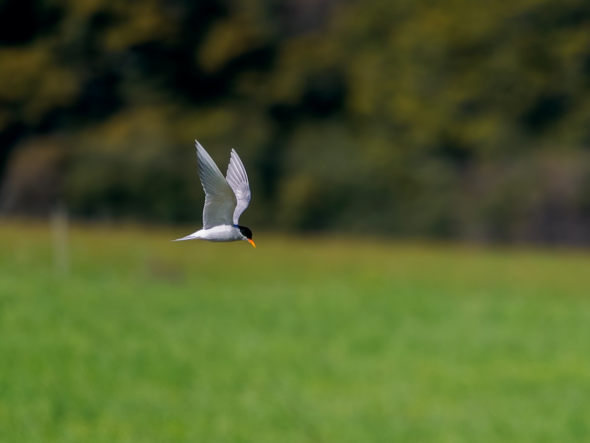 maoriterne - ML645892424