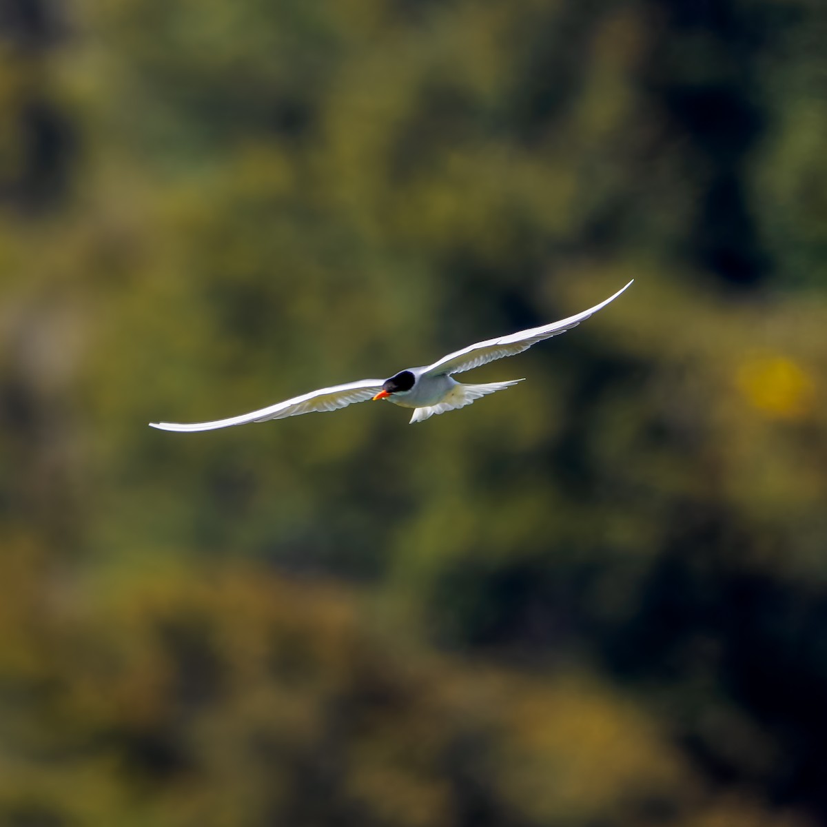 maoriterne - ML645892425