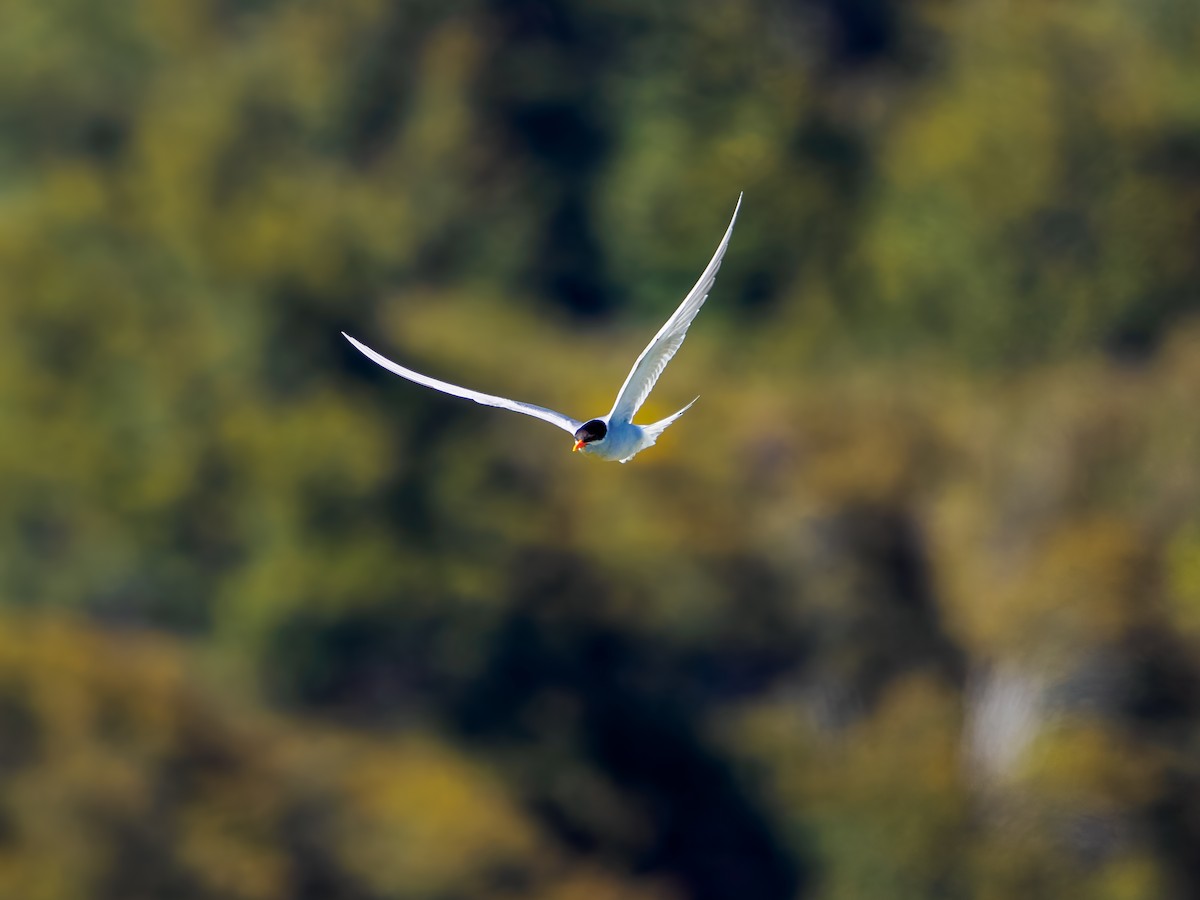 maoriterne - ML645892426