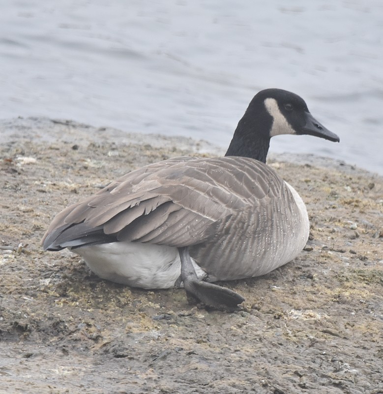 Bernache du Canada - ML645892430