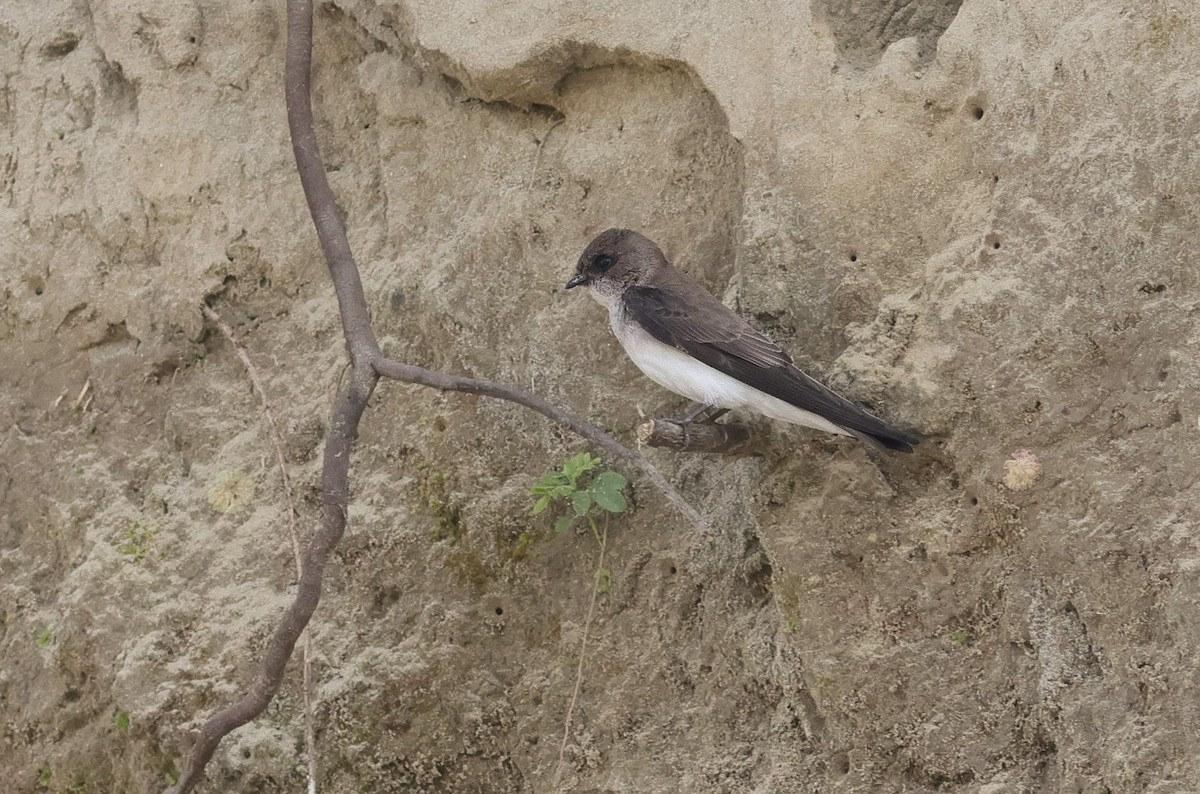 Gray-throated Martin - ML645892434