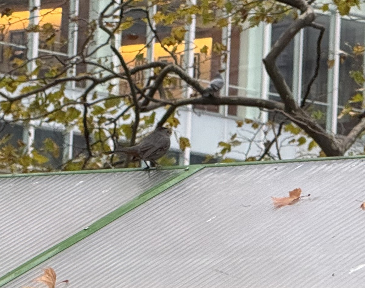 Gray Catbird - ML645892436