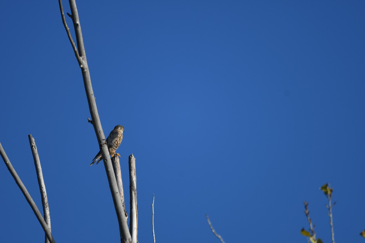 Merlin - ML645892444