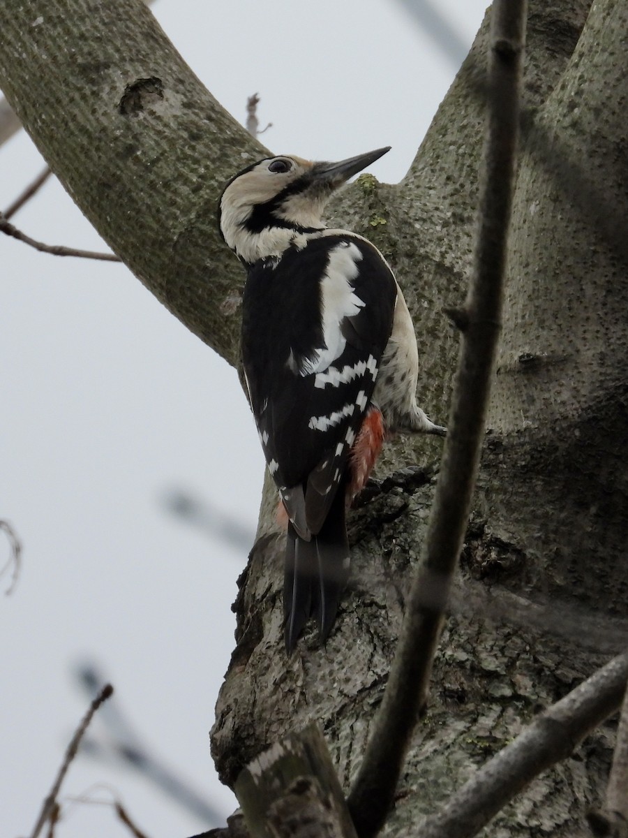 Syrian Woodpecker - ML645892446