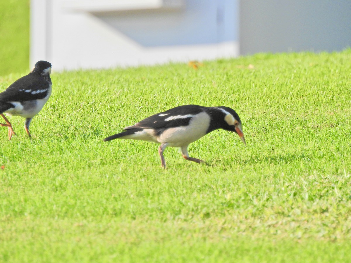 Indian Pied Starling - ML645892450