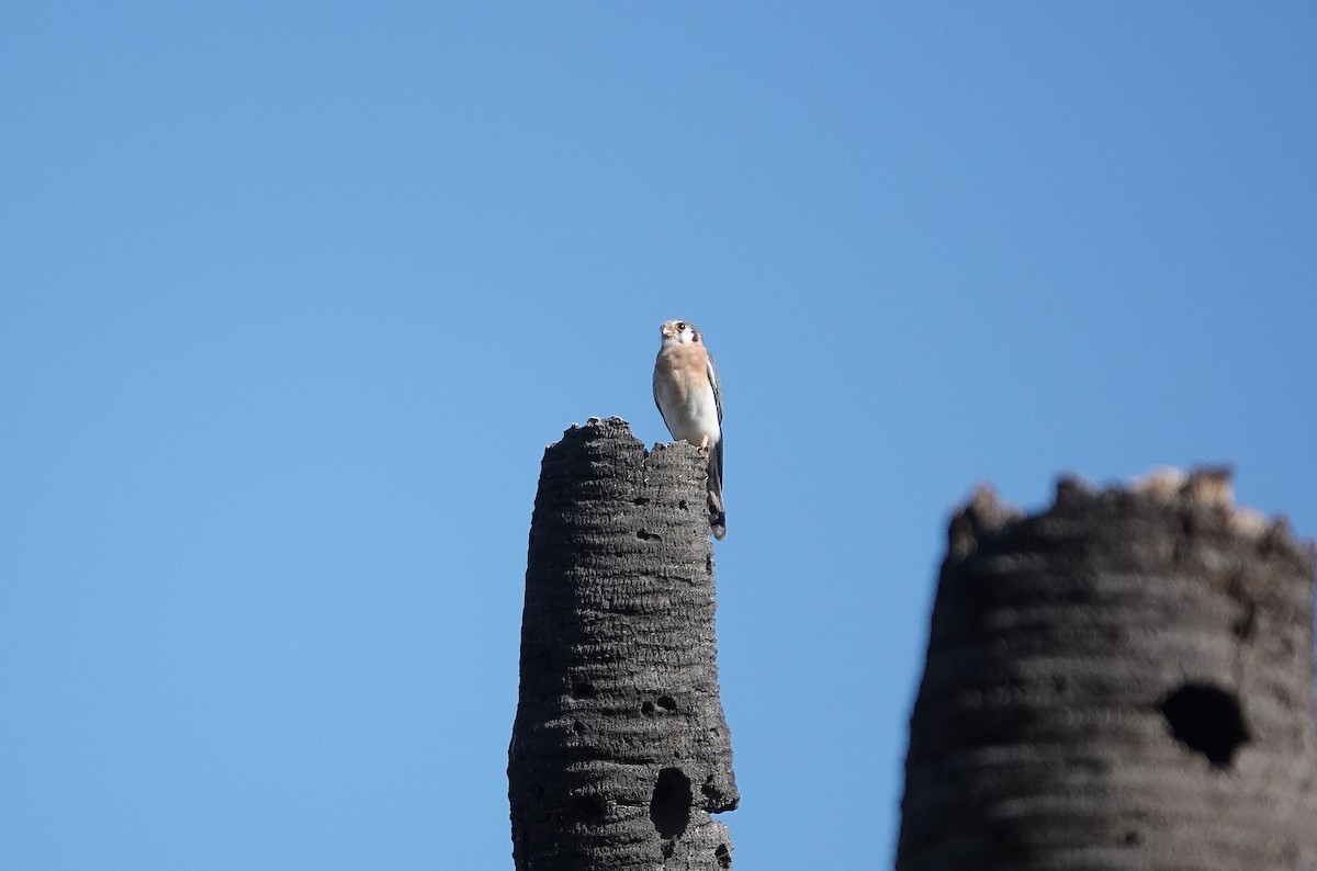 American Kestrel - ML645892459