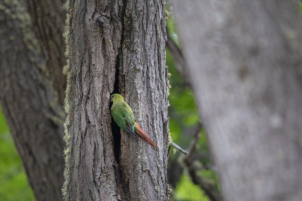 Austral Parakeet - ML645892471