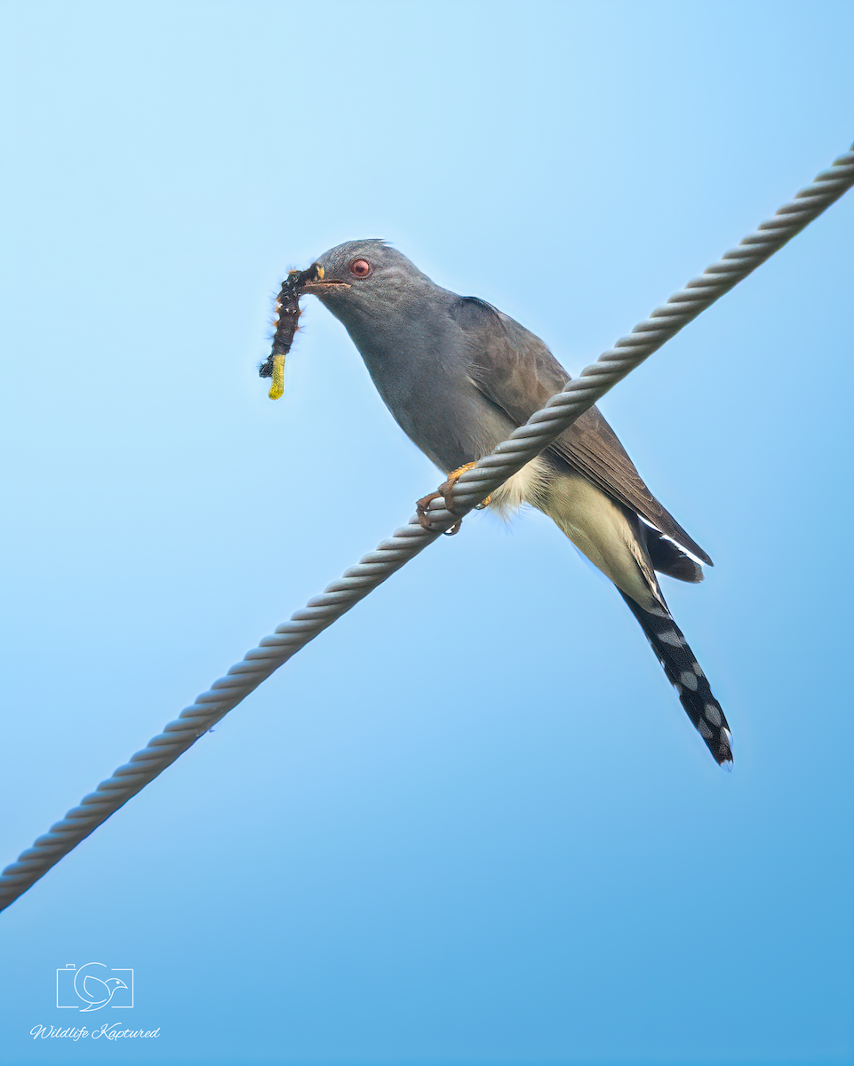 Cuco Pechigrís - ML645892473