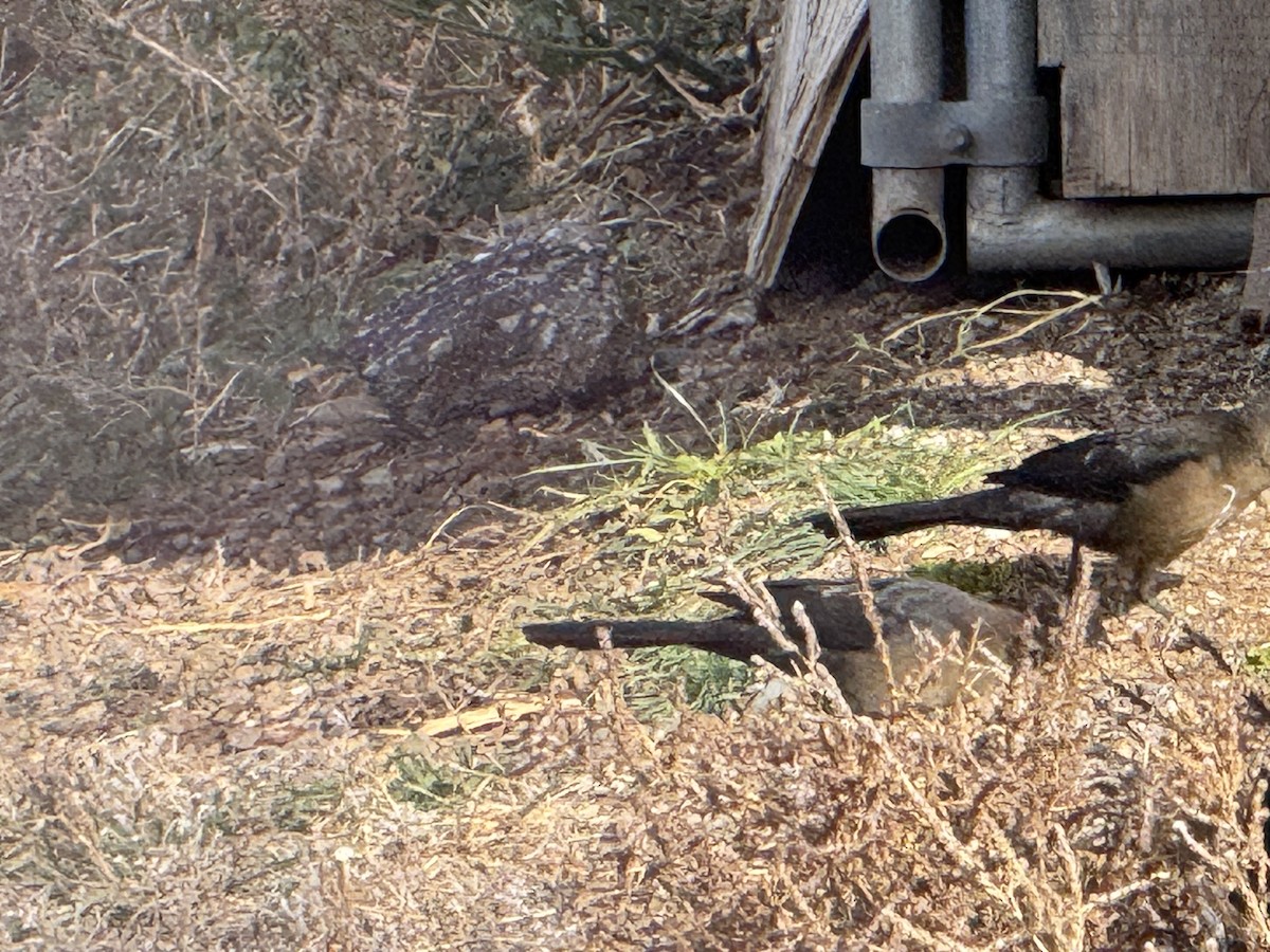 Great-tailed Grackle - ML645892487
