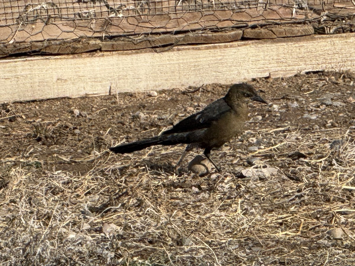 Great-tailed Grackle - ML645892488