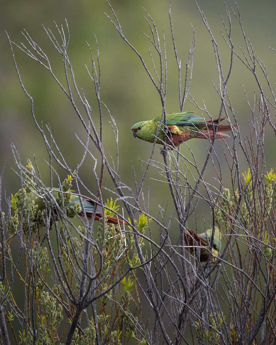 Austral Parakeet - ML645892496