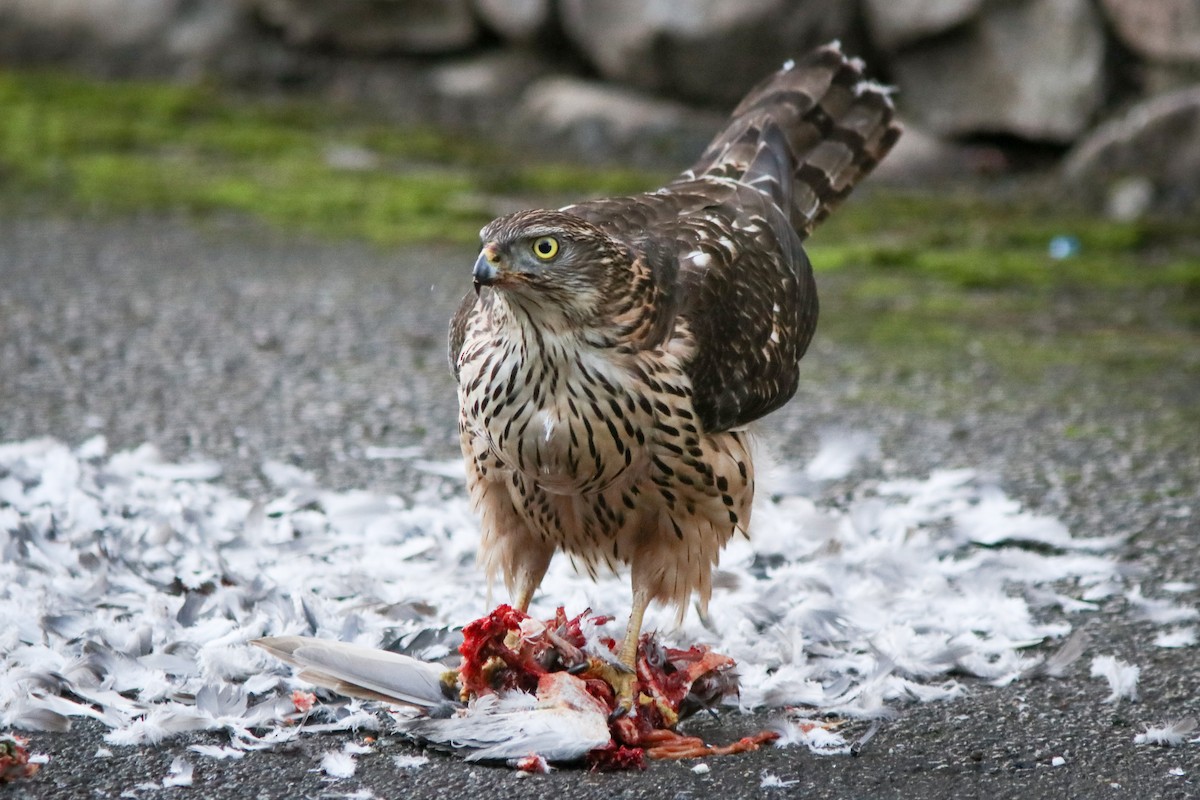 Яструб великий - ML645892526