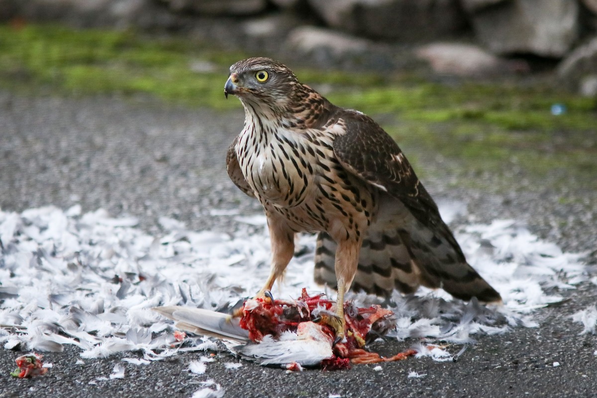 Яструб великий - ML645892527