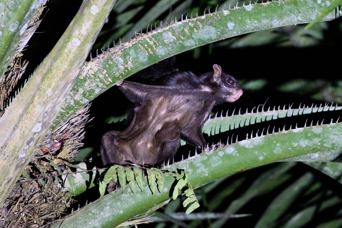 Black Flying Squirrel - ML645892528