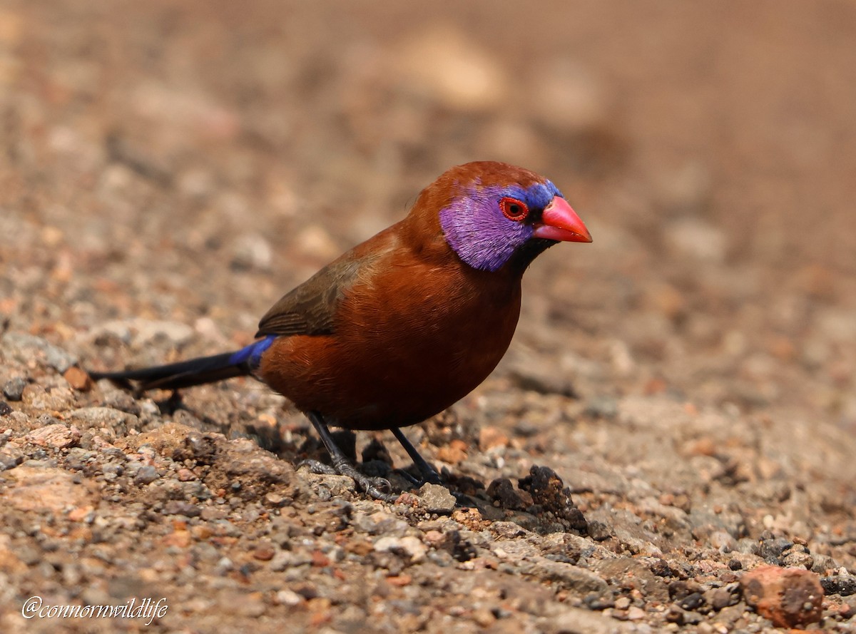 Violet-eared Waxbill - ML645892529