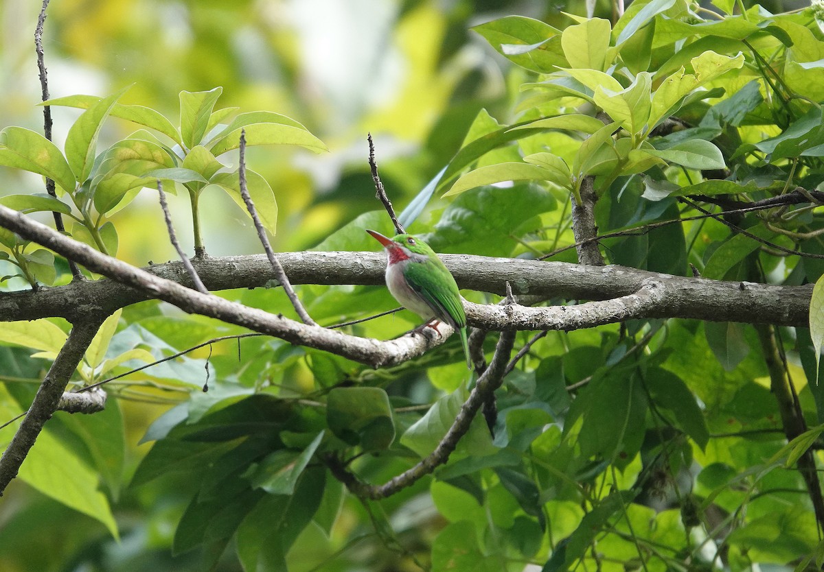 Broad-billed Tody - ML645892532
