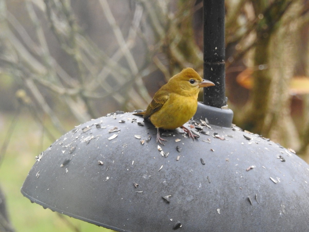 Summer Tanager - ML645892537