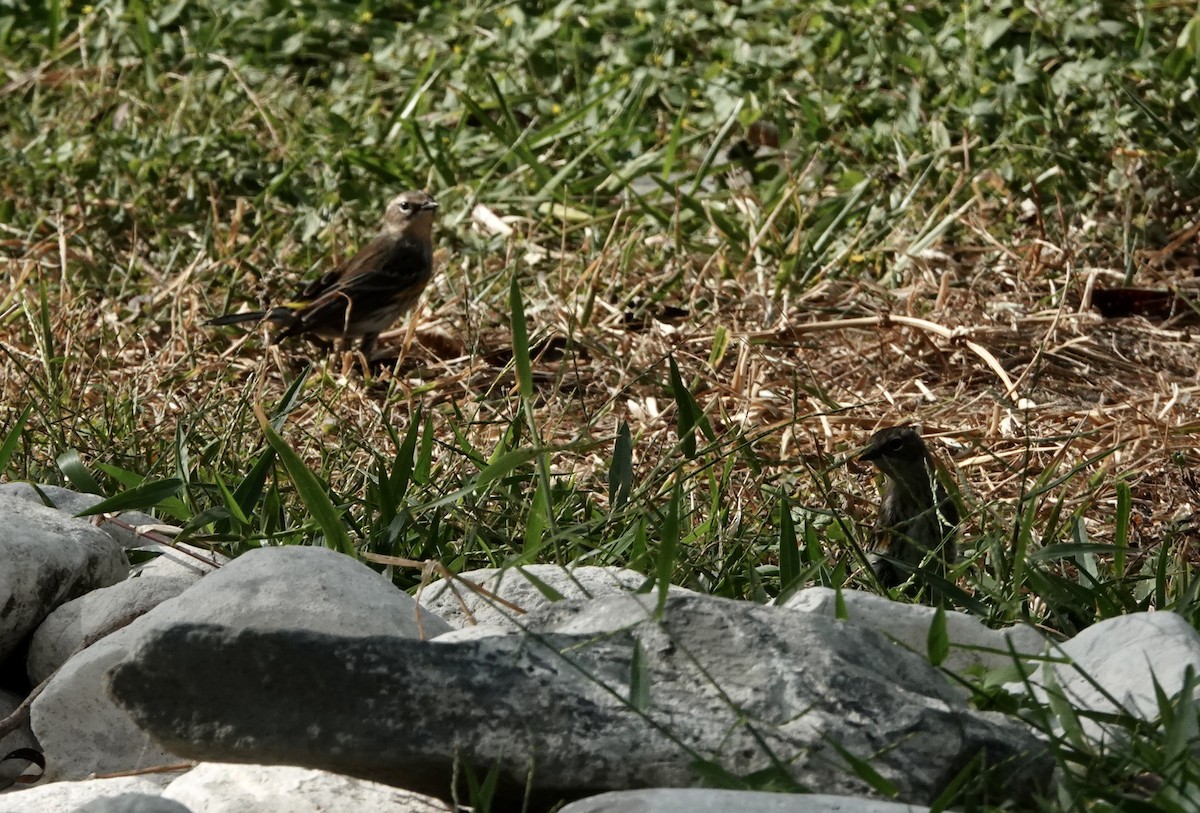 Yellow-rumped Warbler - ML645892539