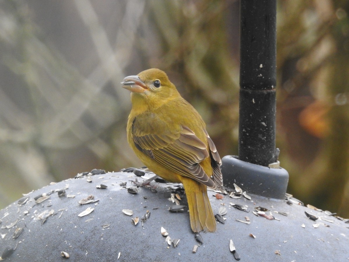 Summer Tanager - ML645892545