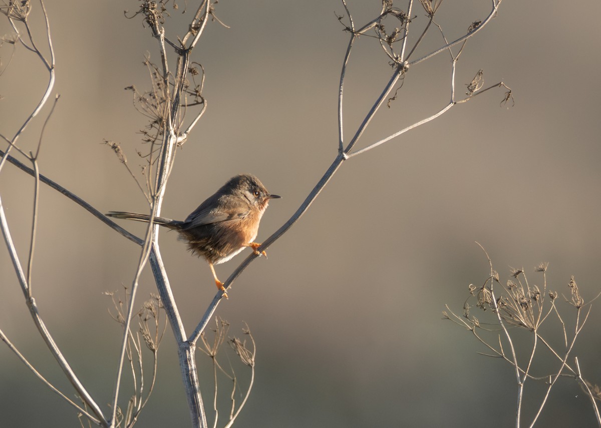 Magnanina comune - ML645892546