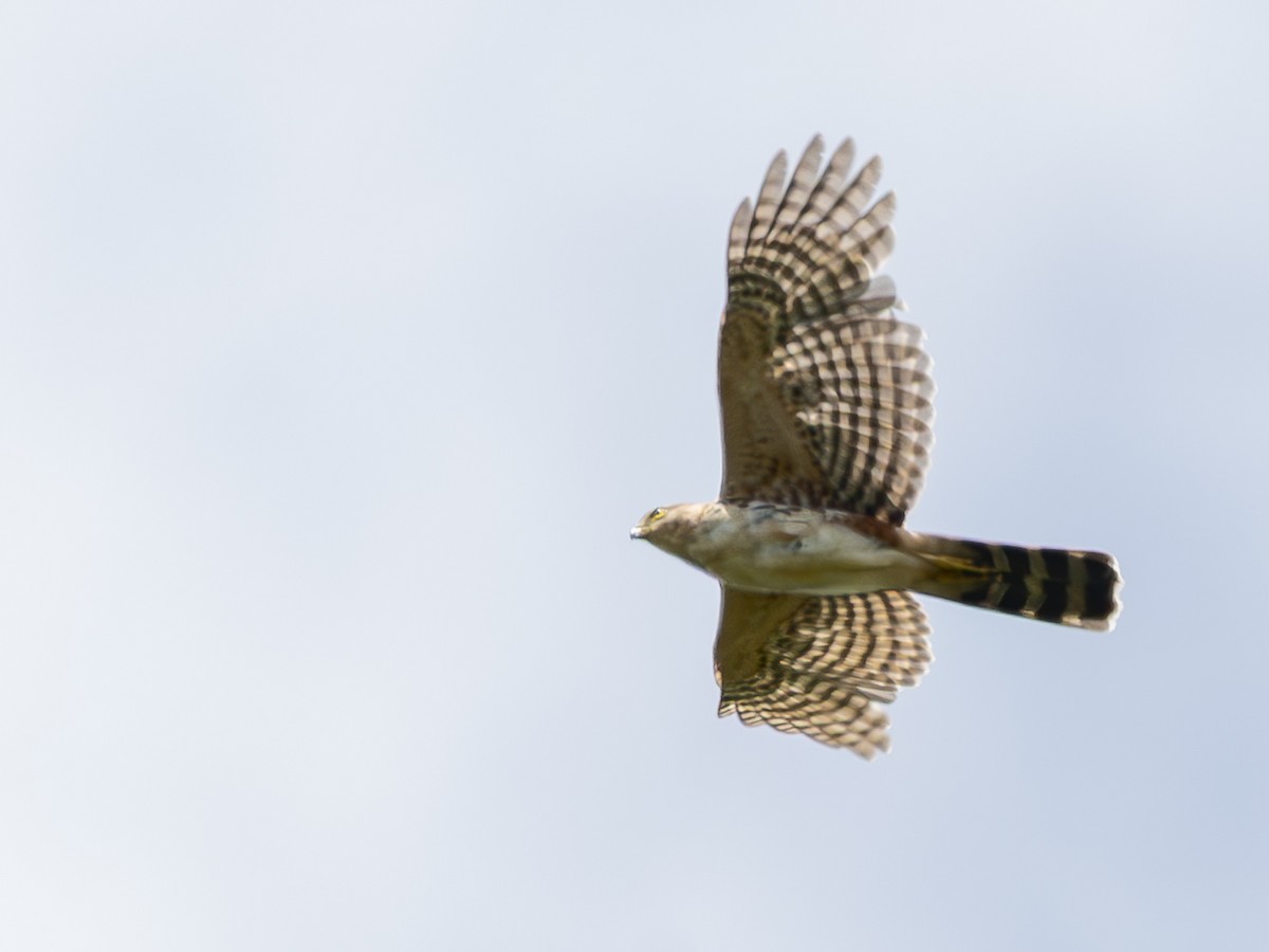 Bicolored Hawk - ML645892551