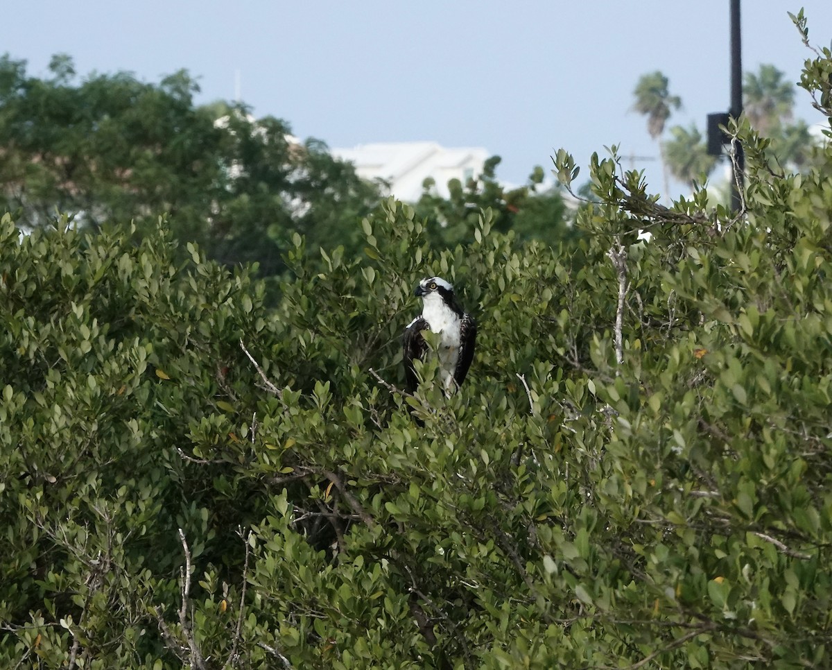 Osprey - ML645892576