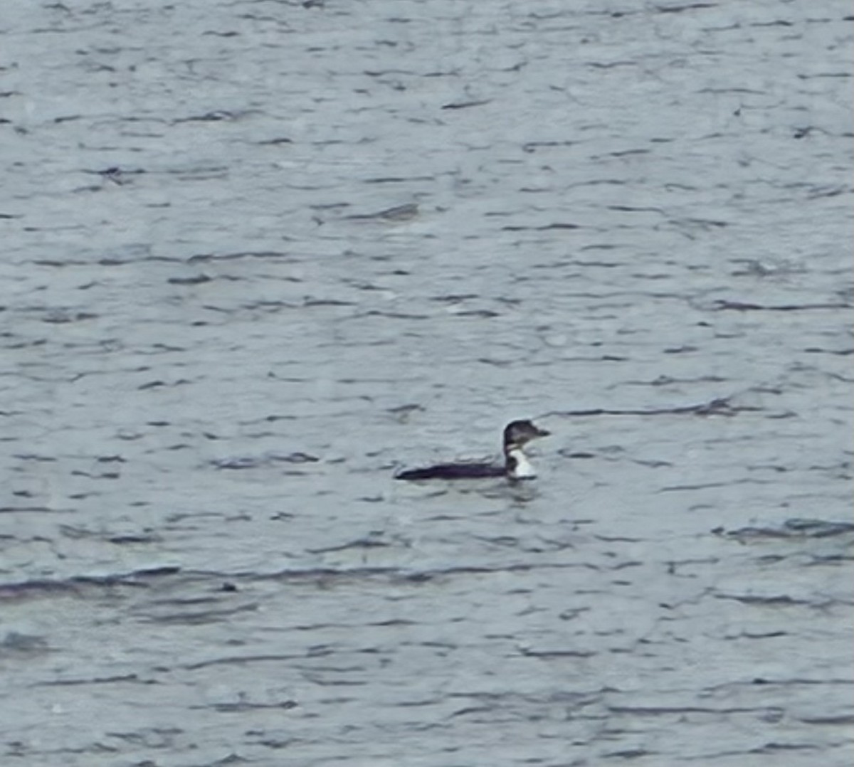 Strolaga maggiore - ML645892581