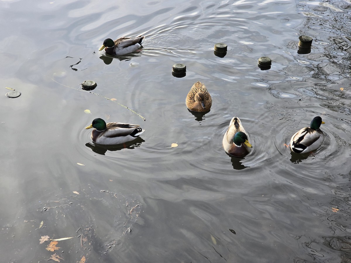 Зэрлэг нугас - ML645892582