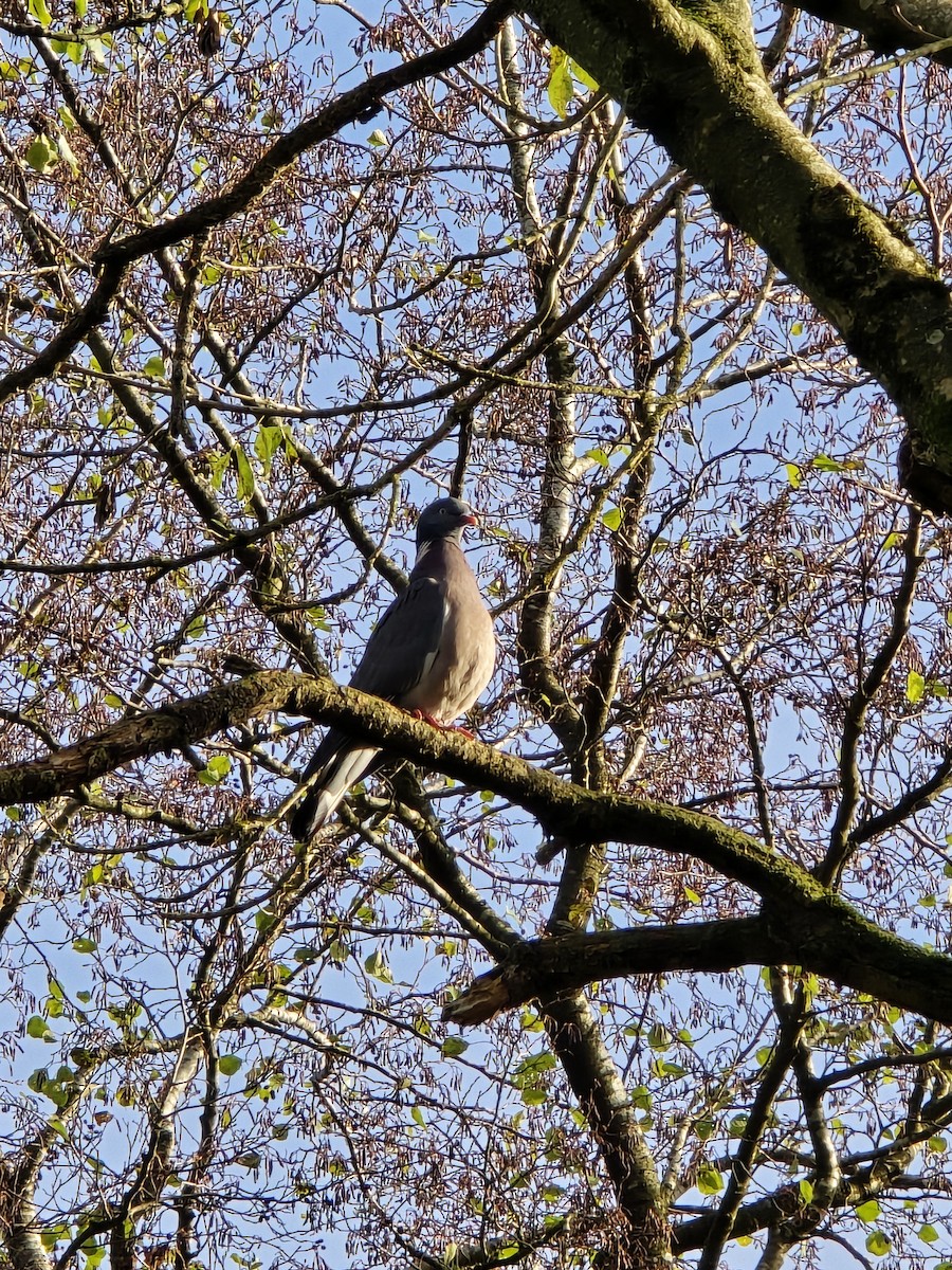 Ойн тагтаа - ML645892586