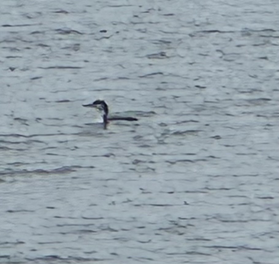 Strolaga maggiore - ML645892587