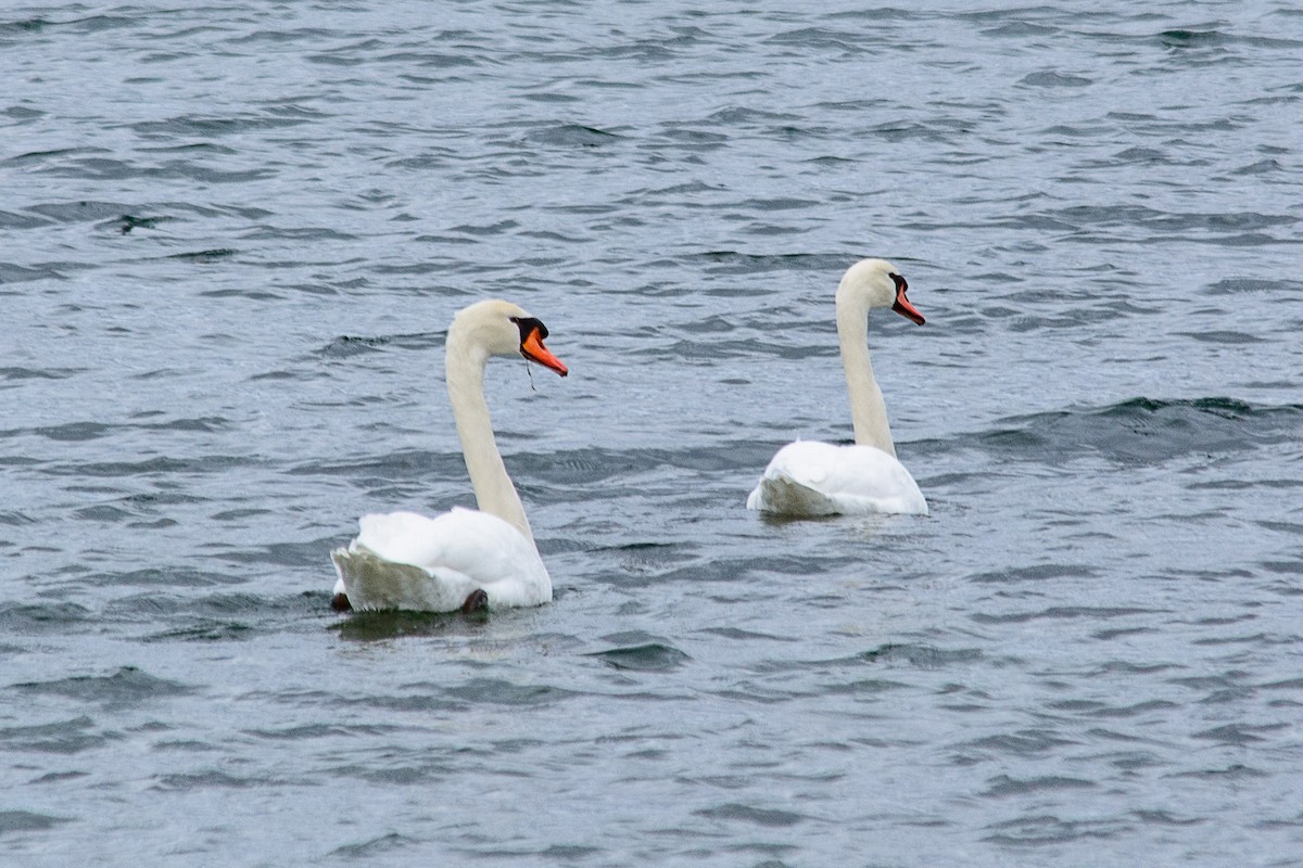 Лебідь-шипун - ML645892595