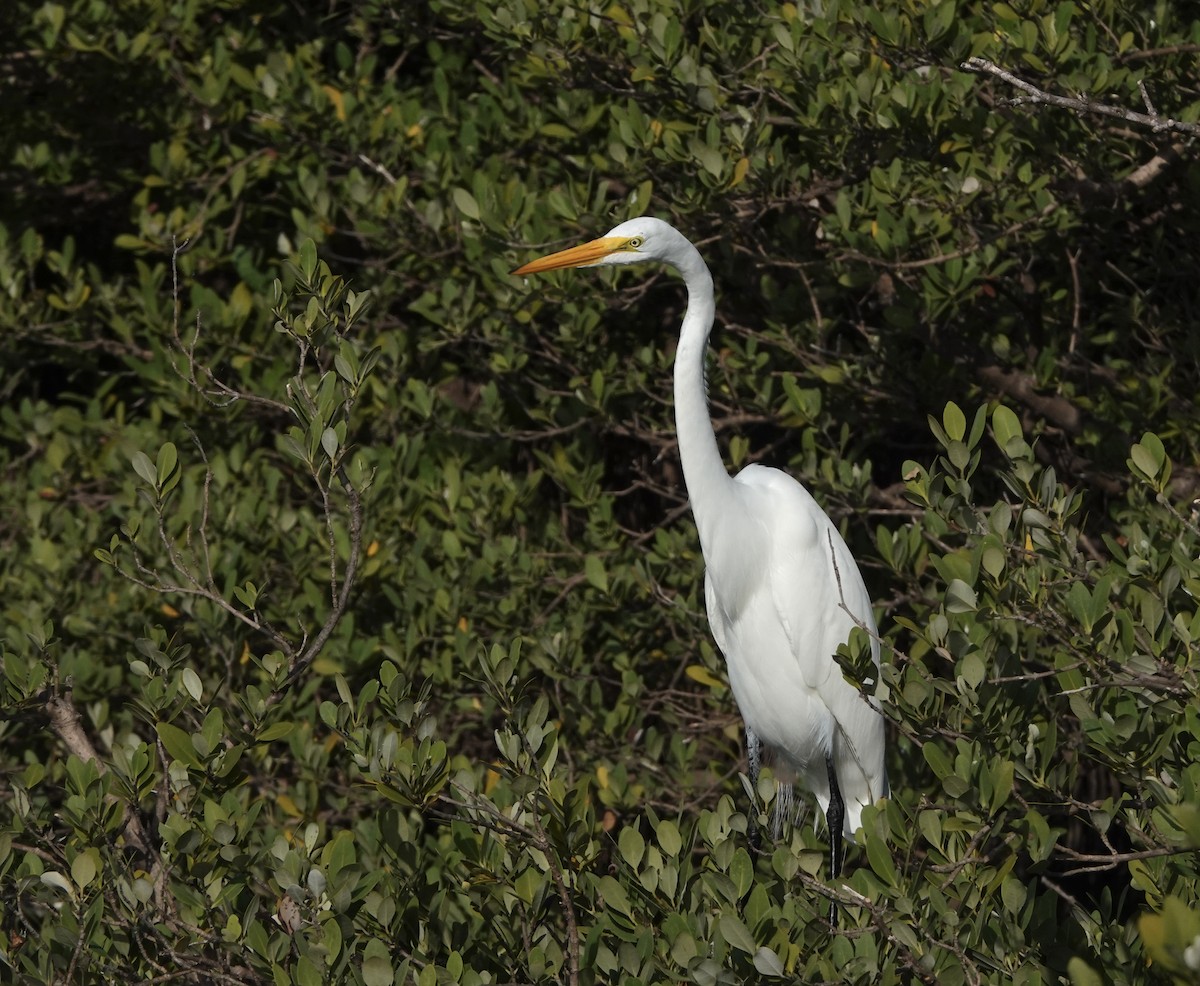 Great Egret - ML645892602