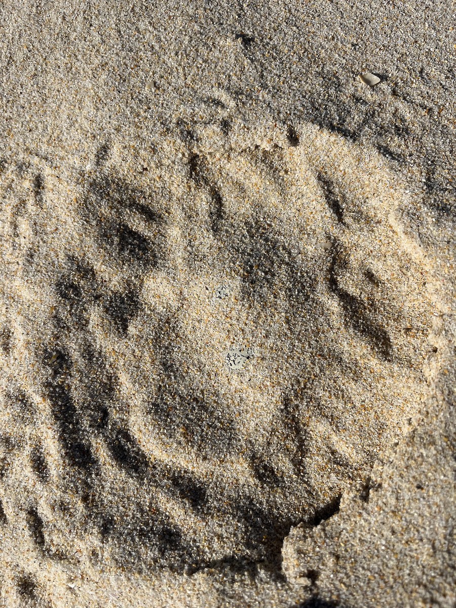 White-fronted Plover - ML645892604