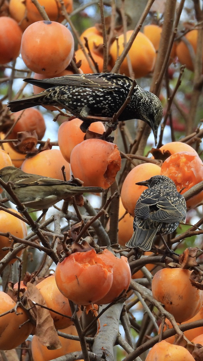 European Starling - ML645892605