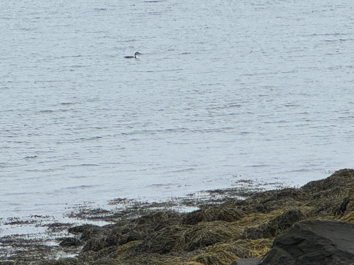 Strolaga maggiore - ML645892608