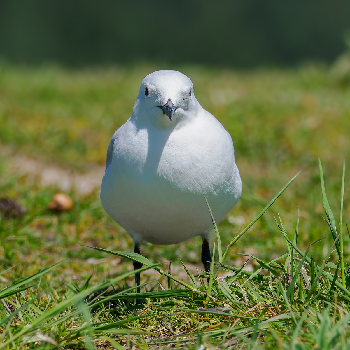 maorimåke - ML645892627