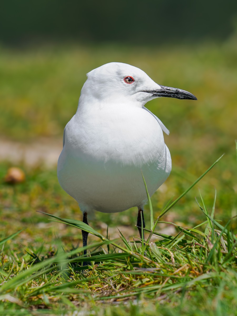 maorimåke - ML645892628