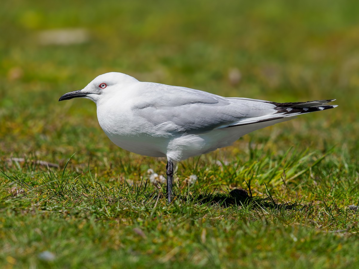 maorimåke - ML645892629