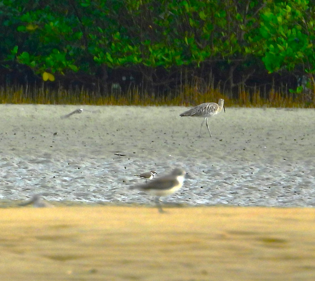 Eurasian Curlew - ML645892630