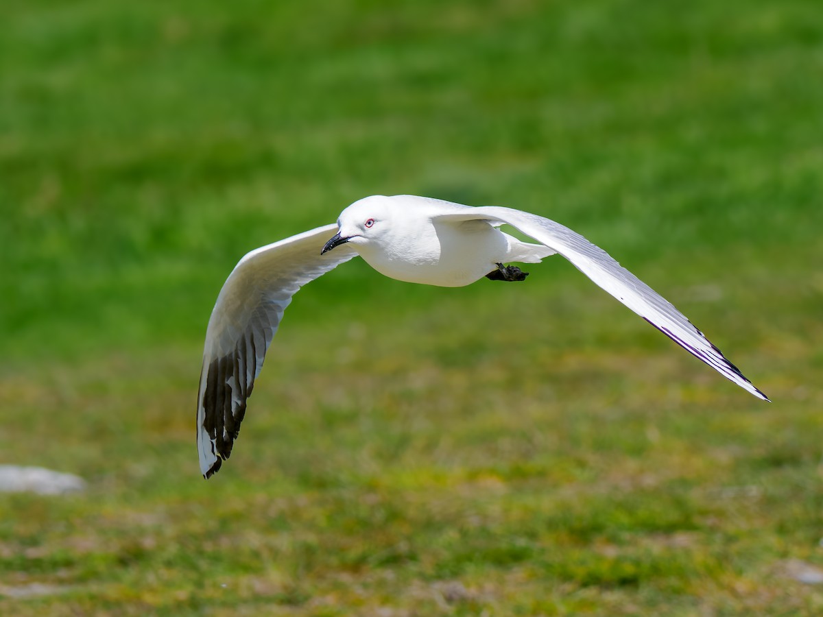 maorimåke - ML645892649